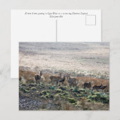 Red Deer Lyme Park Briefkaart (Voorkant / Achterkant)
