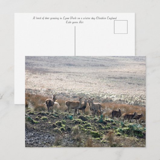 Red Deer Lyme Park Briefkaart (Voorkant / Achterkant)