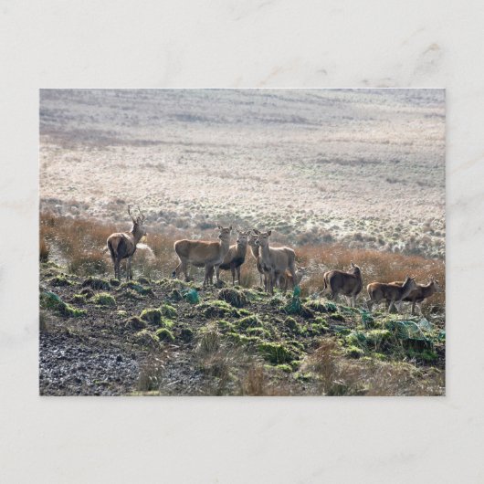 Red Deer Lyme Park Briefkaart (Voorkant)