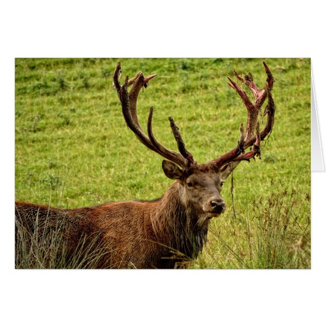 Red Deer Stag (Voorkant Horizontaal)