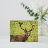 Red Deer Stag Briefkaart (Staand voorkant)