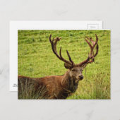 Red Deer Stag Briefkaart (Voorkant / Achterkant)