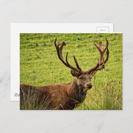 Red Deer Stag Briefkaart (Voorkant / Achterkant)