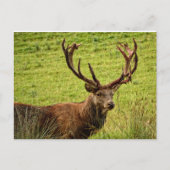 Red Deer Stag Briefkaart (Voorkant)
