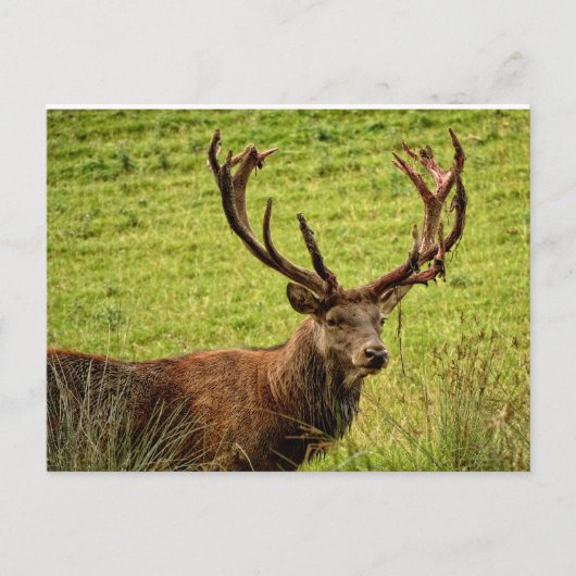 Red Deer Stag Briefkaart (Voorkant)