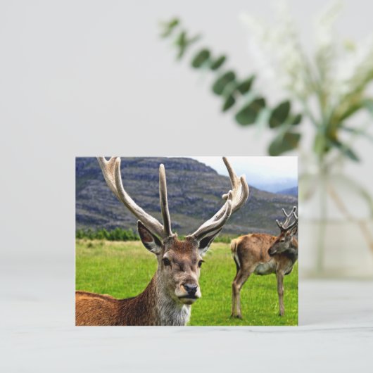 Red Deer Stag Briefkaart (Staand voorkant)
