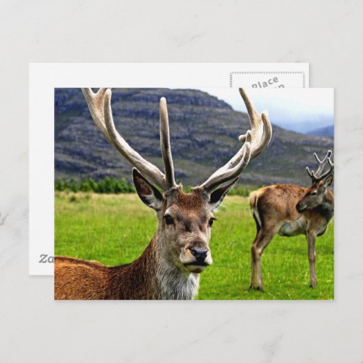 Red Deer Stag Briefkaart (Voorkant / Achterkant)