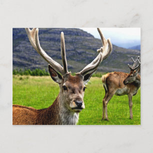 Red Deer Stag Briefkaart