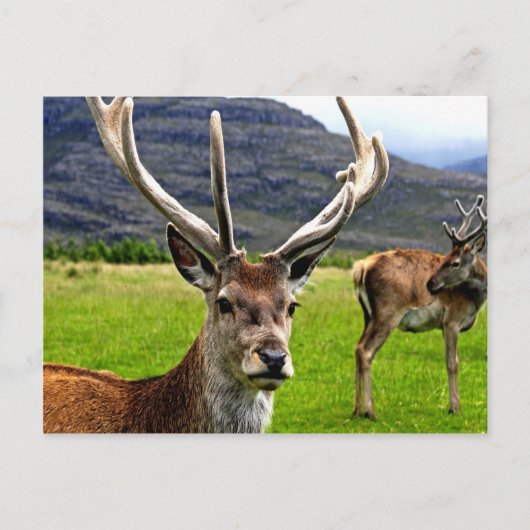 Red Deer Stag Briefkaart (Voorkant)