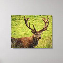 Red Deer Stag Canvas Afdruk