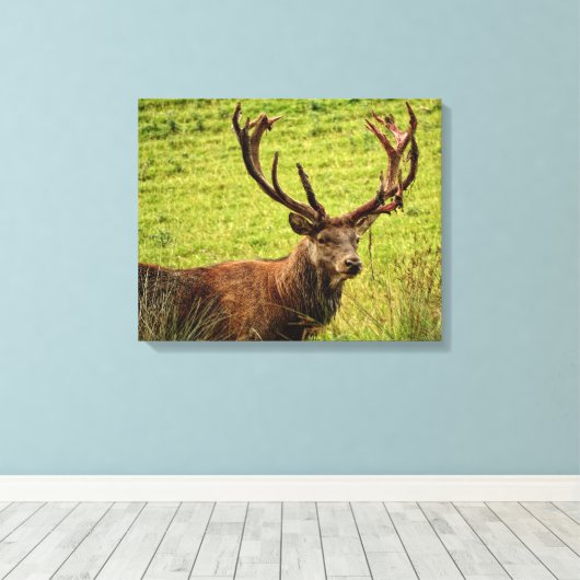 Red Deer Stag Canvas Afdruk (Insitu (Houten vloer))