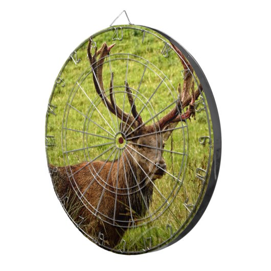 Red Deer Stag Dartbord (Voorkant Rechts)