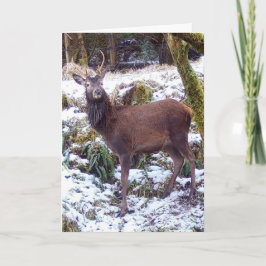 Red Deer Stag in Snow Greetings Kaart Tekst toevoe