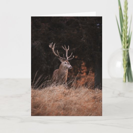 Red Deer Stag Kaart (Voorkant)