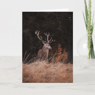Red Deer Stag Kaart