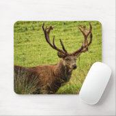 Red Deer Stag Muismat (Met muis)