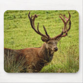 Red Deer Stag Muismat (Voorkant)