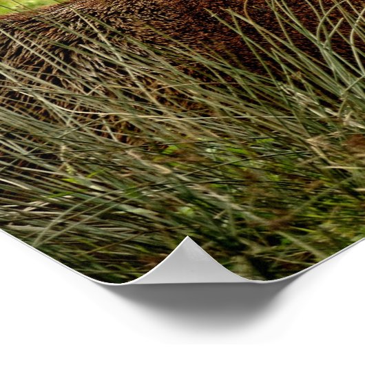 Red Deer Stag Poster (Hoek)