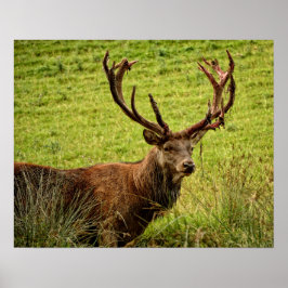 Red Deer Stag Poster