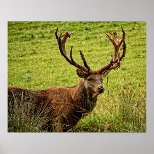 Red Deer Stag Poster (Voorkant)