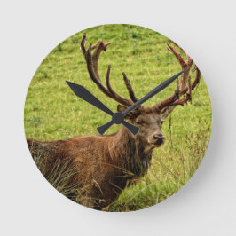 Red Deer Stag Ronde Klok
