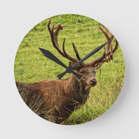Red Deer Stag Ronde Klok (Voorkant)