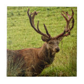 Red Deer Stag Tegeltje (Voorkant)