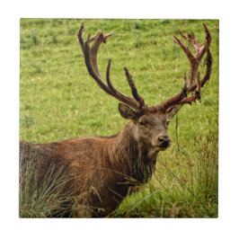 Red Deer Stag Tegeltje