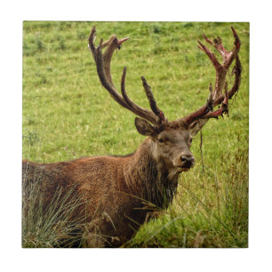 Red Deer Stag Tegeltje