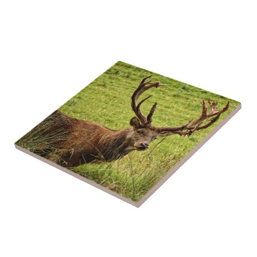 Red Deer Stag Tegeltje (Zijkant)