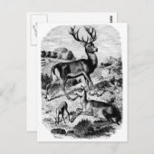 Red Deer  Wood Engraving Briefkaart (Voorkant / Achterkant)