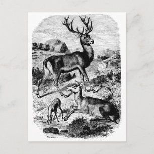 Red Deer Wood Engraving Briefkaart