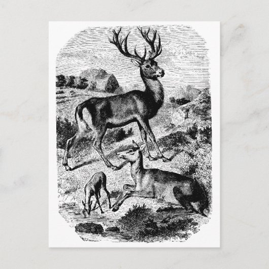 Red Deer  Wood Engraving Briefkaart (Voorkant)
