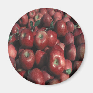 Red Delicious Apple Crop Magneet