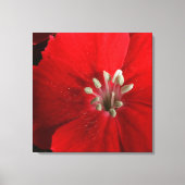 Red Dianthus Canvas Print (Voorkant)