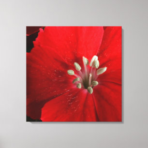 Red Dianthus Canvas Print