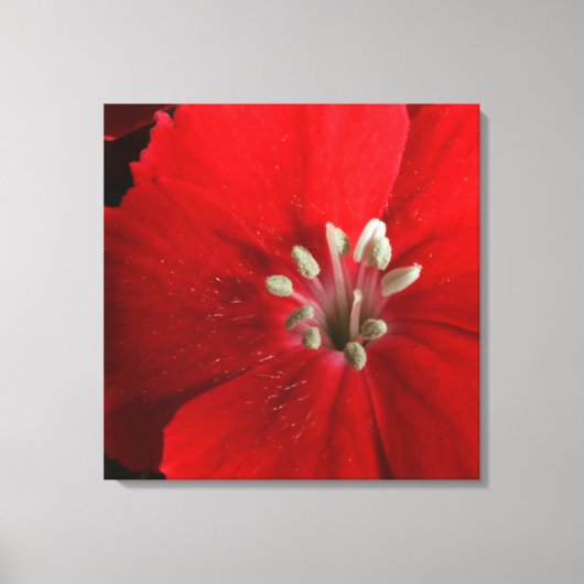 Red Dianthus Canvas Print (Voorkant)