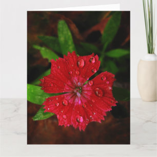 Red Dianthus met Raindrops Big Hartelijk dank Bedankkaart