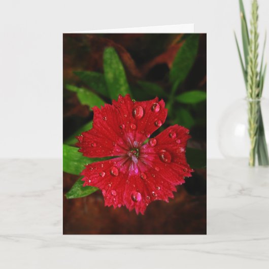 Red Dianthus met Raindrops Dank je wel Bedankkaart (Voorkant)