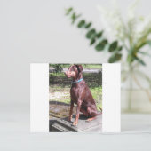 red doberman briefkaart (Staand voorkant)