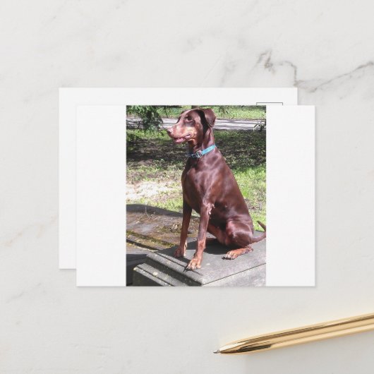 red doberman briefkaart (Voorkant / Achterkant in situ)