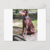 red doberman briefkaart (Voorkant)