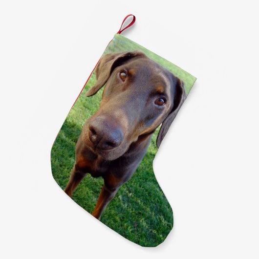 Red doberman kleine kerstsok (Voorkant (Hangend))