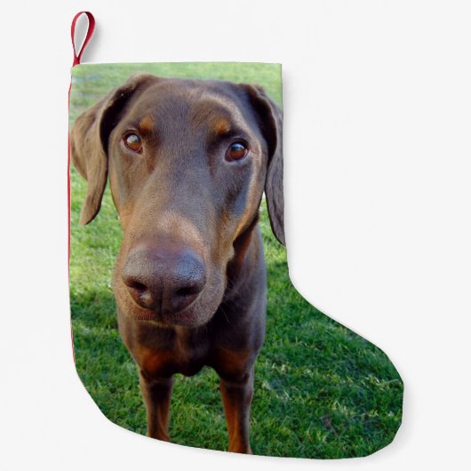 Red doberman kleine kerstsok (Voorkant)