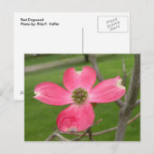 Red Dogwood Briefkaart (Voorkant / Achterkant)