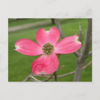 Red Dogwood Briefkaart
