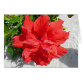 Red Double Hibiscus Flower (Voorkant Horizontaal)