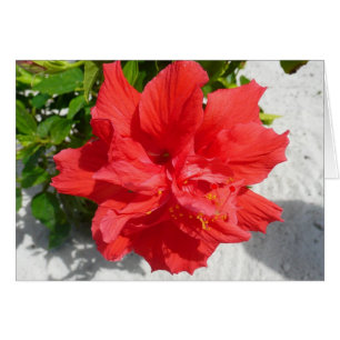Red Double Hibiscus Flower