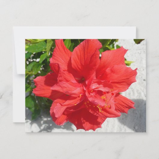 Red Double Hibiscus Flower (Voorkant)