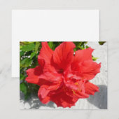 Red Double Hibiscus Flower (Voorkant / Achterkant)